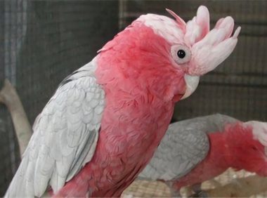 粉红凤头鹦鹉身份信息