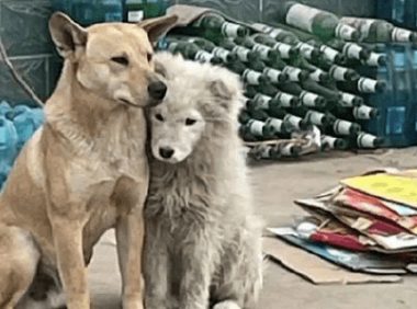 萨摩靠在田园犬的身上,好像是落难公主遇见了民间的骑士精神小伙