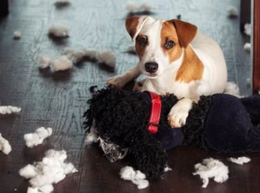 狗子80%的分离焦虑,都是因为主人这几件事…