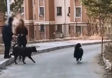 两犬相争主人不忍自家狗吃亏 报警谎称自己被殴