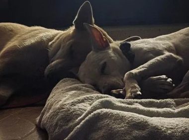 为了防止晕车，狗子自己想了一个好办法…也太厉害了吧