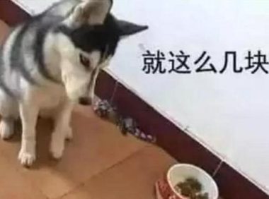 主人家想让二哈减肥瘦身,饭里少放了几片肉,二哈冲着主人家作出这小表情