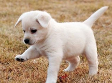 四岁女儿意外丢失，父母故地重游，相隔四年，竟被狗狗认出女儿