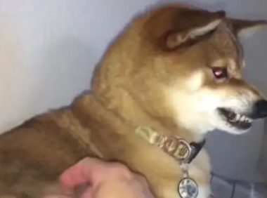 主人着手狗狗的毛，一撮然后一撮，秋田犬气急败坏！