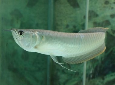 银龙鱼身份信息