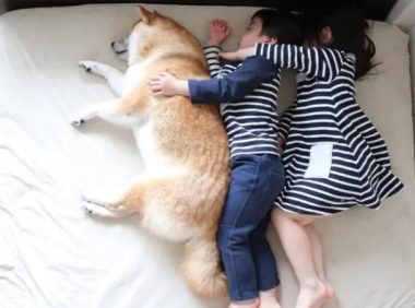 超萌，日本一只柴犬喜欢陪两个小主人睡觉，各种睡姿太温馨了