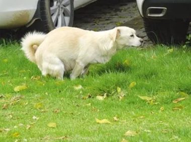 小狗随地便溺,有人视而不见有人悉心清理,同为养犬人差别有点大