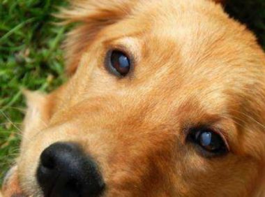 为何都说金毛不可以当警犬?回答你很有可能出乎意料