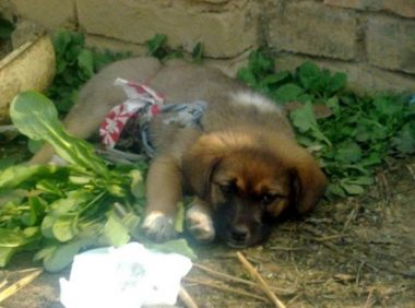 土狗竟多次强奸自己的宠物狗 男子怒把其摔死