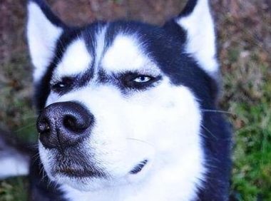 虽然主人都喜欢把外来狗子当成宠物，却只有田园犬懂得感恩与回报