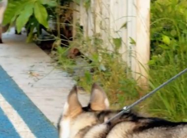 女子带狗子遛弯,偶遇一只霸气的猫咪。狗:拜见咪咪大王