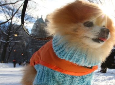 狗狗意外落入冰冷湖水,路人竟无一人施救,最后跳下去救狗的是他