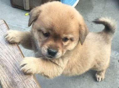 小奶狗不听话,狗妈一口咬在狗脖子上,主人拍手直呼教育得好