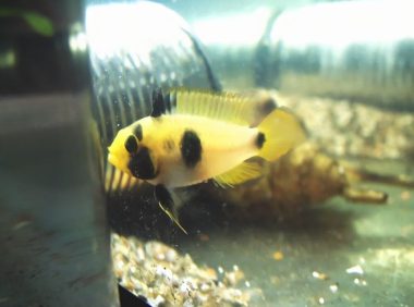 熊猫短鲷身份信息