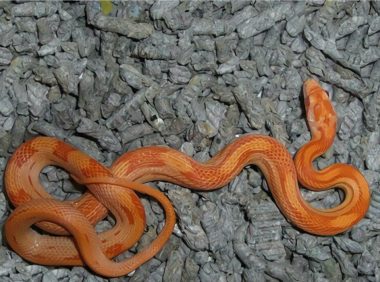 玉米蛇身份信息