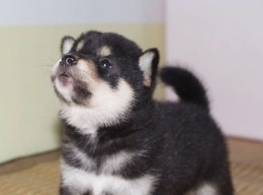 被主人带着来超市的柴犬,看到香肠一脸兴奋:妈,我就要买那个!