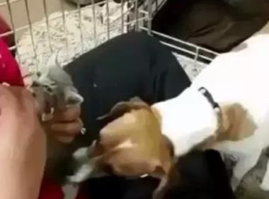 狗狗养了窝小奶猫，还不能给接种疫苗，就想要知道是不是你外边有猫了