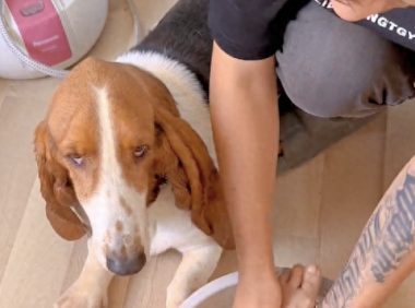 主人用狗狗耳朵当擦脚布,还给晾了起来