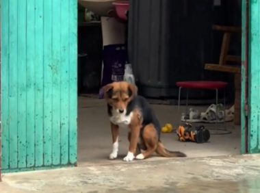 女子把狗子的鸡腿扔给了邻居家狗子。网友：狗不干的事儿，你全干了