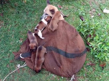 狗狗一家被装在麻袋丢弃,狗妈尽力护着8只幼崽:别怕,有我在呢