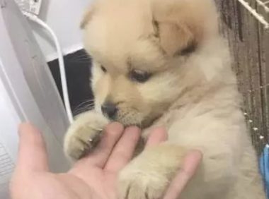 狗狗偷食物品时发觉主人家在自身背后，猛然越来越超憋屈