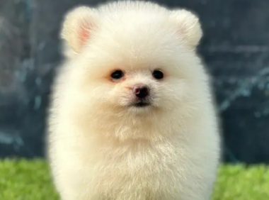 博美犬“出身名门”被石头砸死 狗主人索赔三万