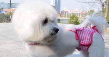 当狗狗穿上生理裤也太萌啦吼吼ʕ ᵔᴥᵔ ʔ