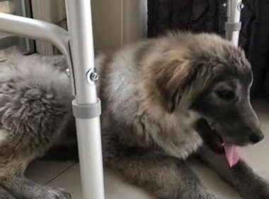 捡到的狗狗发现奇怪的癖好,知道原因后心疼