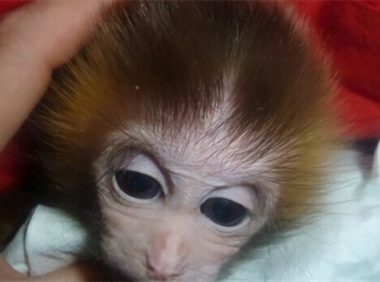 日本袖珍石猴身份信息