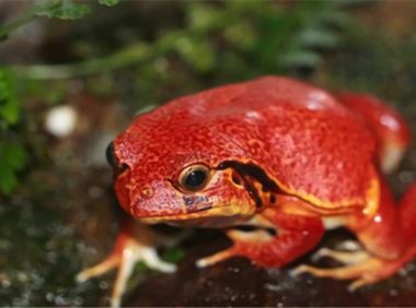 番茄蛙身份信息