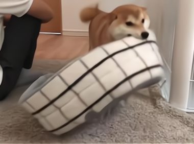 带男友回出租屋，柴犬嫉妒生气，把男友拖到“狗窝”睡了一夜