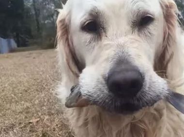 自力更生 | 黄金猎犬用面包屑当饵 不只钓鱼还钓乌龟
