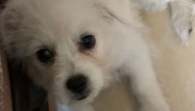 小狗狗被女孩当垃圾一样丢掉，追过去被主人踢到原处委屈的快哭了
