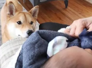 柴犬今年才3岁,却因照顾宝宝走红,主人:比我还有耐心