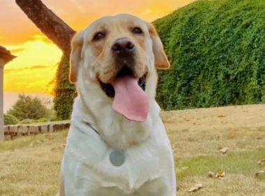 导盲犬拉布拉多犬到南京 保守估计一只费用20万