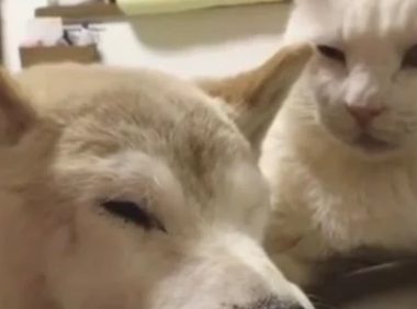 活了18年的老狗去世，家里的猫咪硬要陪葬，连着7天不吃不喝