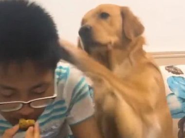小主人有意不给金毛吃牛肉干,金毛狗狗很生气,下手便是一巴掌