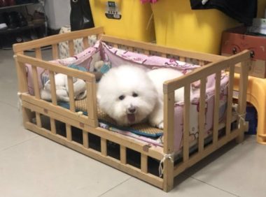 女友开了个玩笑，比熊犬在地上趴了半夜，眼泪不停的往下掉