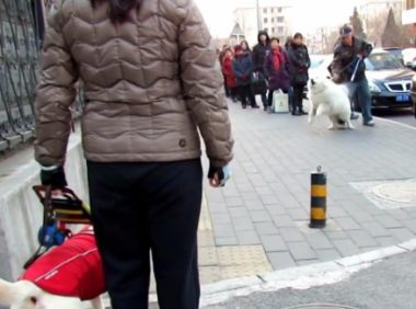 狭路相逢,萨摩耶挑衅导盲犬,导盲犬:你叫累了我再走