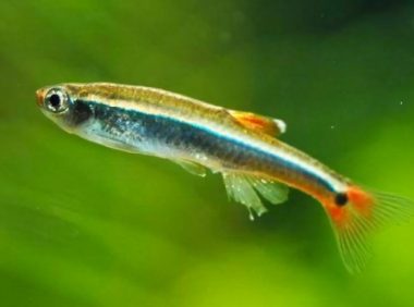 白云山鱼身份信息