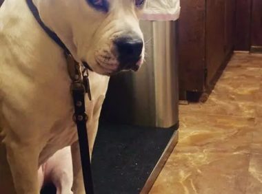 明星养黑色拉布拉多 | 专注“狗拿耗子”也能成明星？