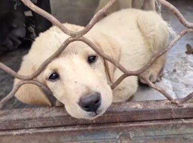 东北：主人拆迁它们成了流浪狗，连刚生完小狗的泰迪，却都险些进屠宰场