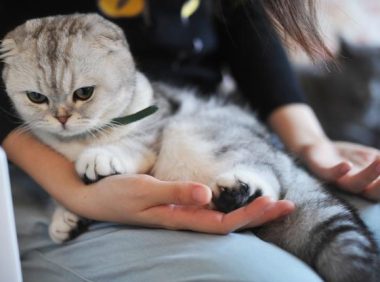 男子暂时收养流浪橘猫，不料橘猫成功讨好家里猫狗：留下它