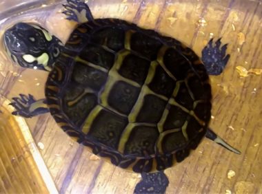 东部锦龟身份信息