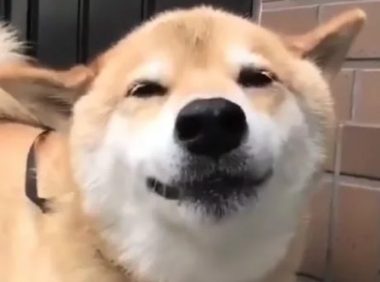正喝水的柴犬看见宠主后,开心的笑了起来,幸福的样子让人羡慕