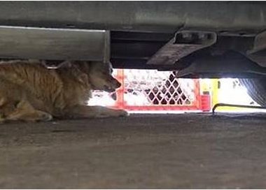 流浪狗躲在车底下,男子一靠近就龇牙咧嘴,看清后心如针扎