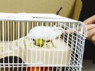 仓鼠咬伤后要注射狂犬疫苗吗？福州多名孩子被仓鼠咬伤