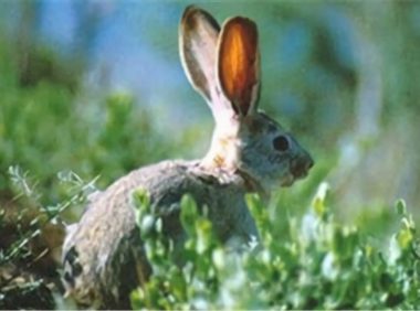 塔里木兔身份信息