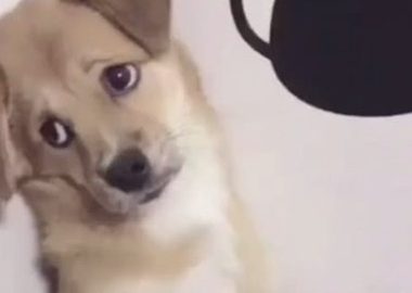 小狗咬坏新凉拖，主人家气恼想处罚它，小狗施展个目光却优柔寡断了