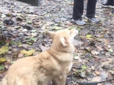 眼看就要被卖狗贩子，小土狗僵住引来众人围观